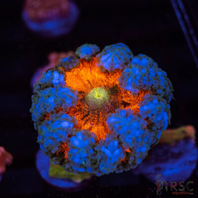 Ultra Rainbow Rockflower Anemone (Belize) C07