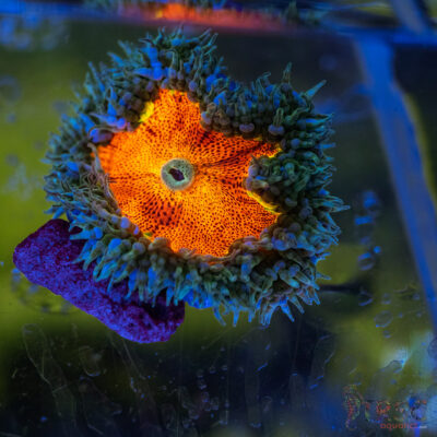 Ultra Rainbow Rockflower Anemone (Belize) C08