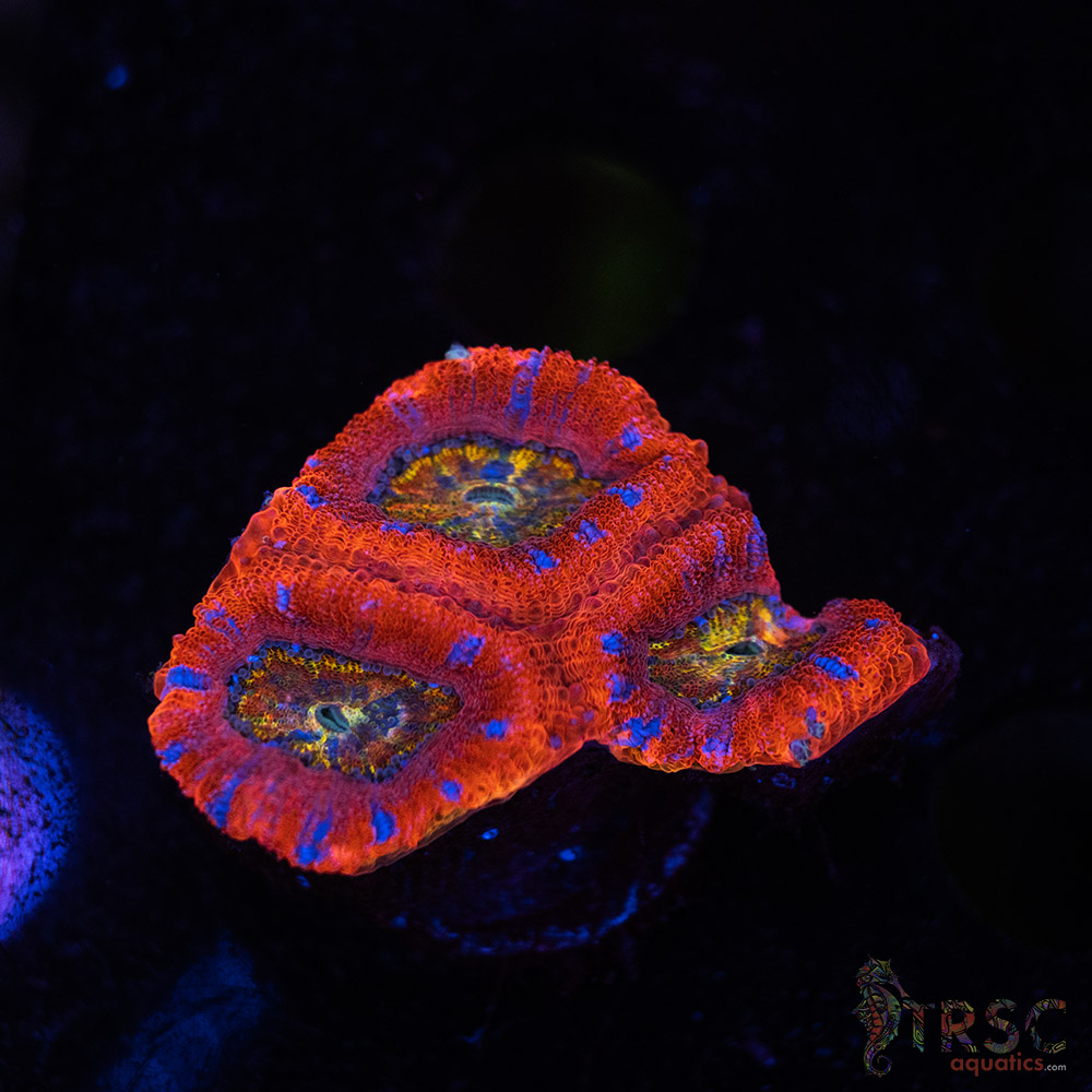 Rainbow Acan A01 3 Rainbow Acan A01