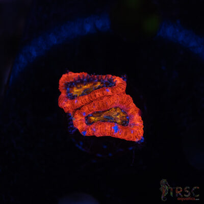 Rainbow Acan A02