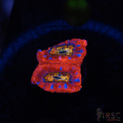 Rainbow Acan A03