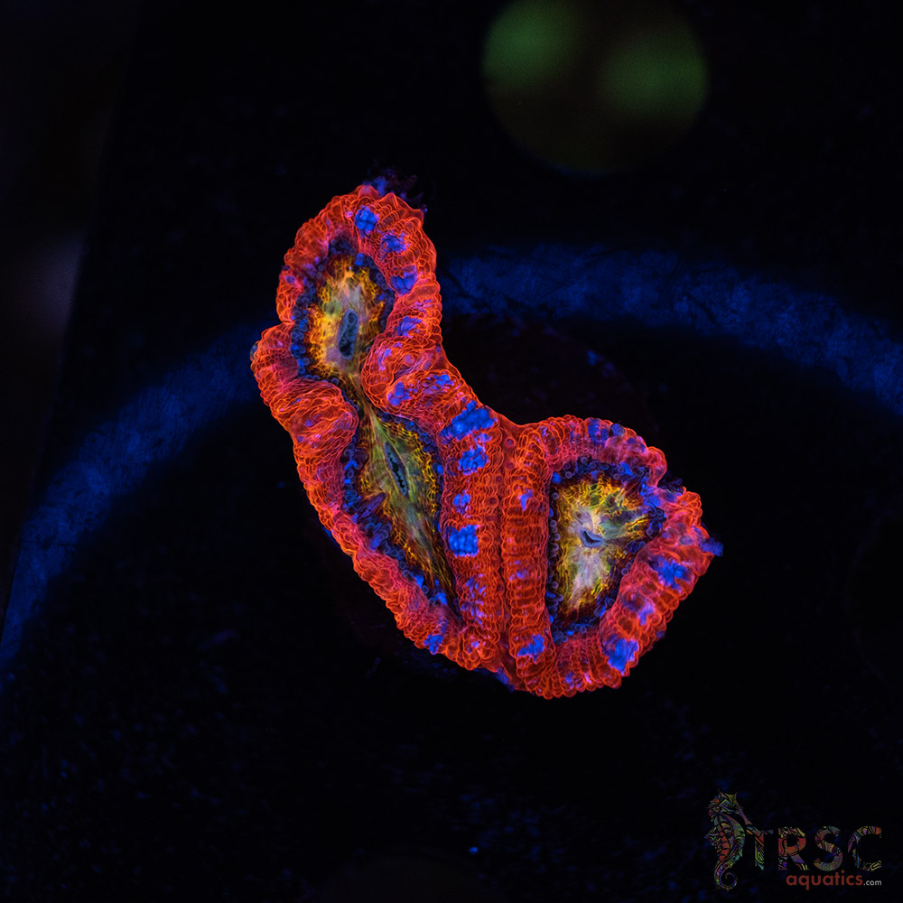 Rainbow Acan A04 3 Rainbow Acan A04