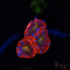 Rainbow Acan A05 1 TRSC 10282025 ACAN A05