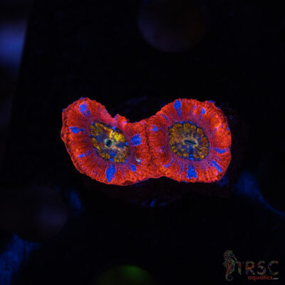Rainbow Acan A06