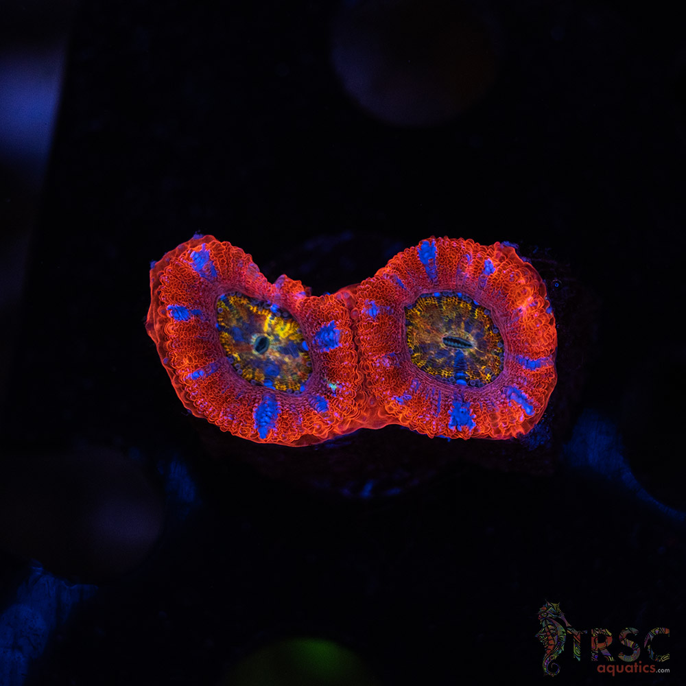 Rainbow Acan A06 3 Rainbow Acan A06