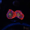Rainbow Acan A07 2 TRSC 10282025 ACAN A07