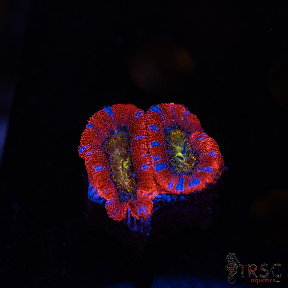 Rainbow Acan A08 3 Rainbow Acan A08