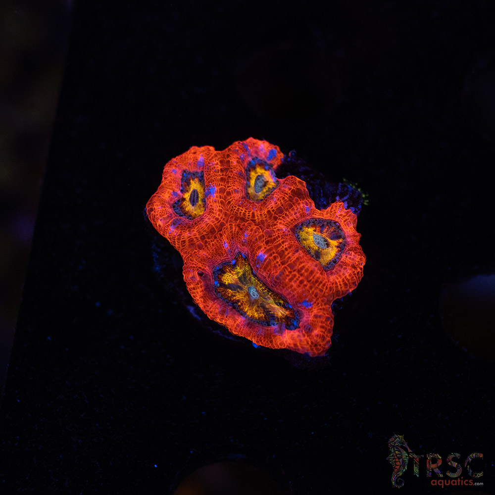 Rainbow Acan A09 3 Rainbow Acan A09