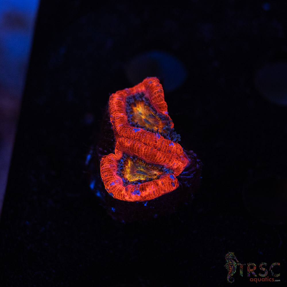 Rainbow Acan A10 3 Rainbow Acan A10