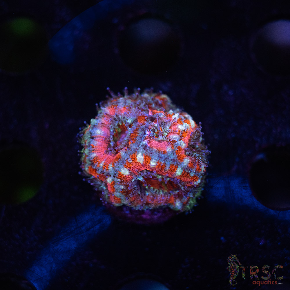 TR Premium Acan B01 3 TR Premium Acan B01