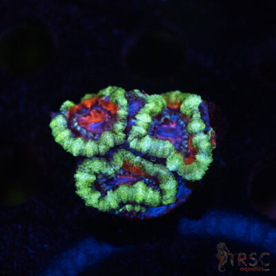TR Premium Acan B03