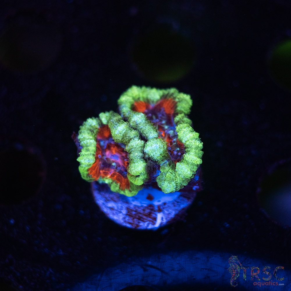 TR Premium Acan B04 3 TR Premium Acan B04