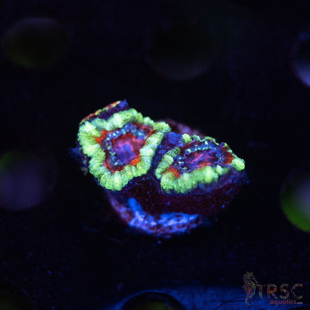 TR Premium Acan B05 3 TR Premium Acan B05
