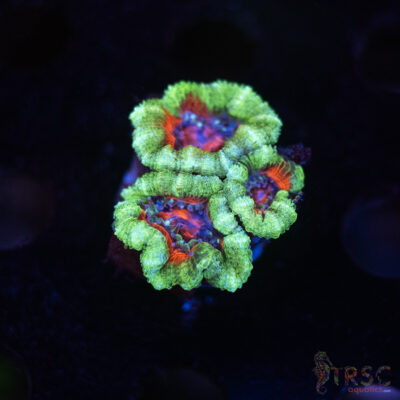 TR Premium Acan B06