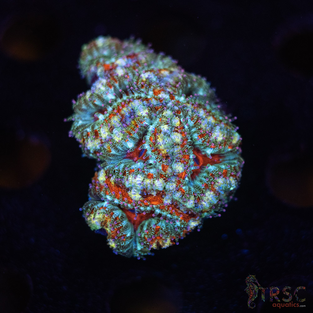 TR Premium Acan B08 3 TR Premium Acan B08