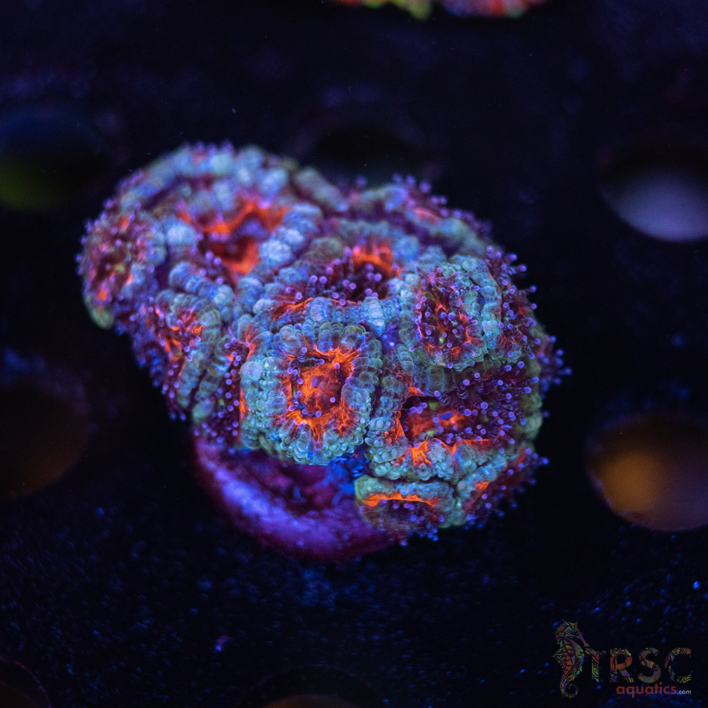 TR Premium Acan B09 3 TR Premium Acan B09