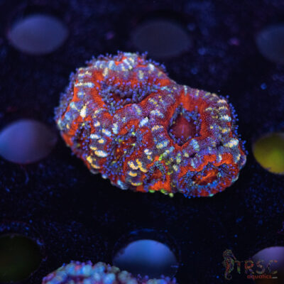 TR Premium Acan B10