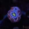 TR Asian Rainbow Micro Acan C01
