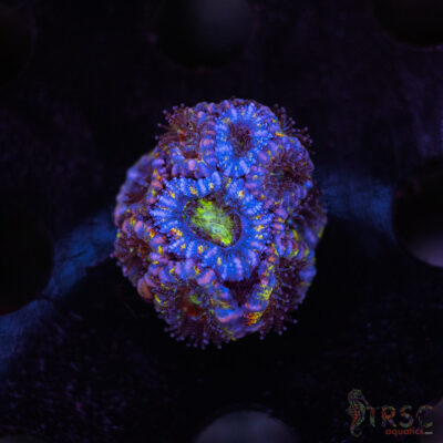 TR Asian Rainbow Micro Acan C01