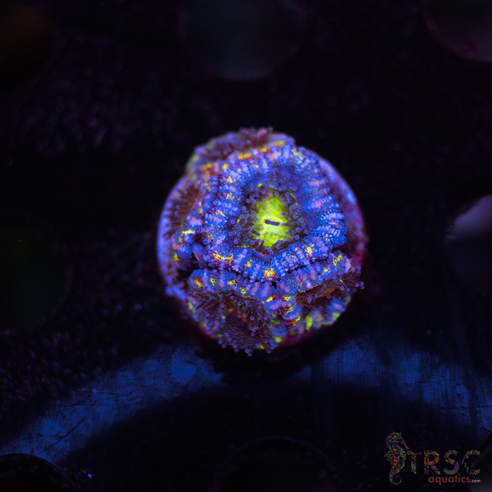 TR Asian Rainbow Micro Acan C02 3 TR Asian Rainbow Micro Acan C02