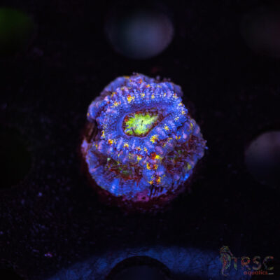 TR Asian Rainbow Micro Acan C03