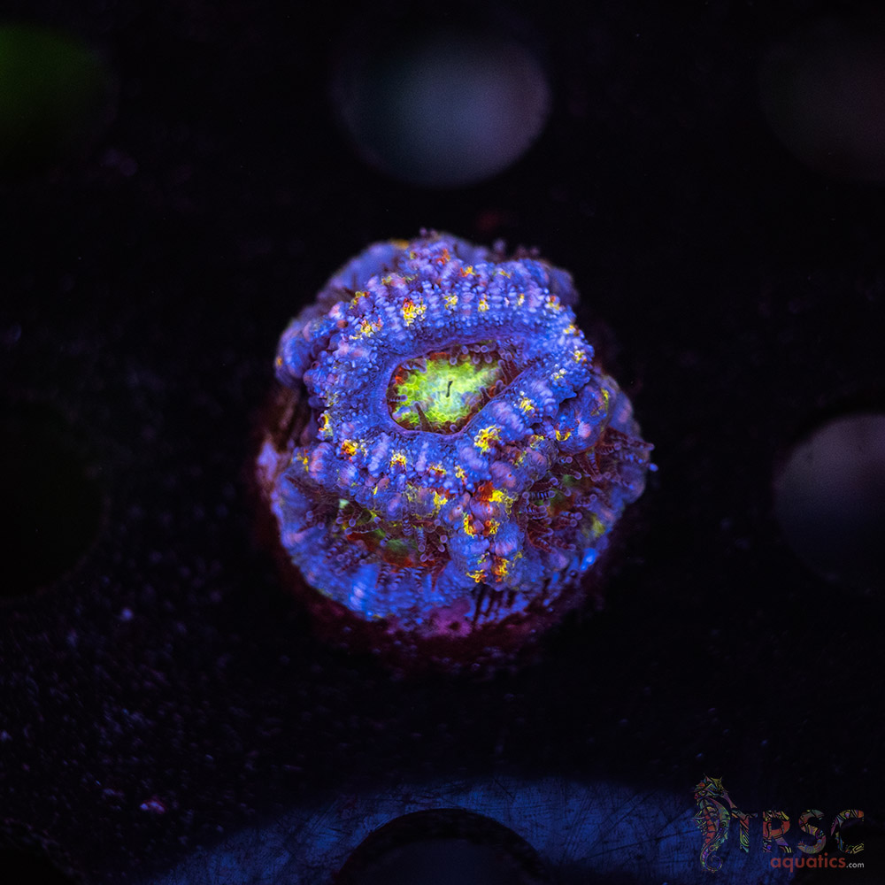 TR Asian Rainbow Micro Acan C03 3 TR Asian Rainbow Micro Acan C03