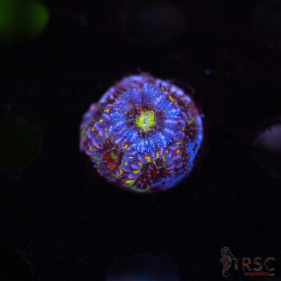 TR Asian Rainbow Micro Acan C04