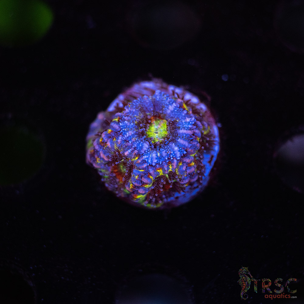 TR Asian Rainbow Micro Acan C04 3 TR Asian Rainbow Micro Acan C04