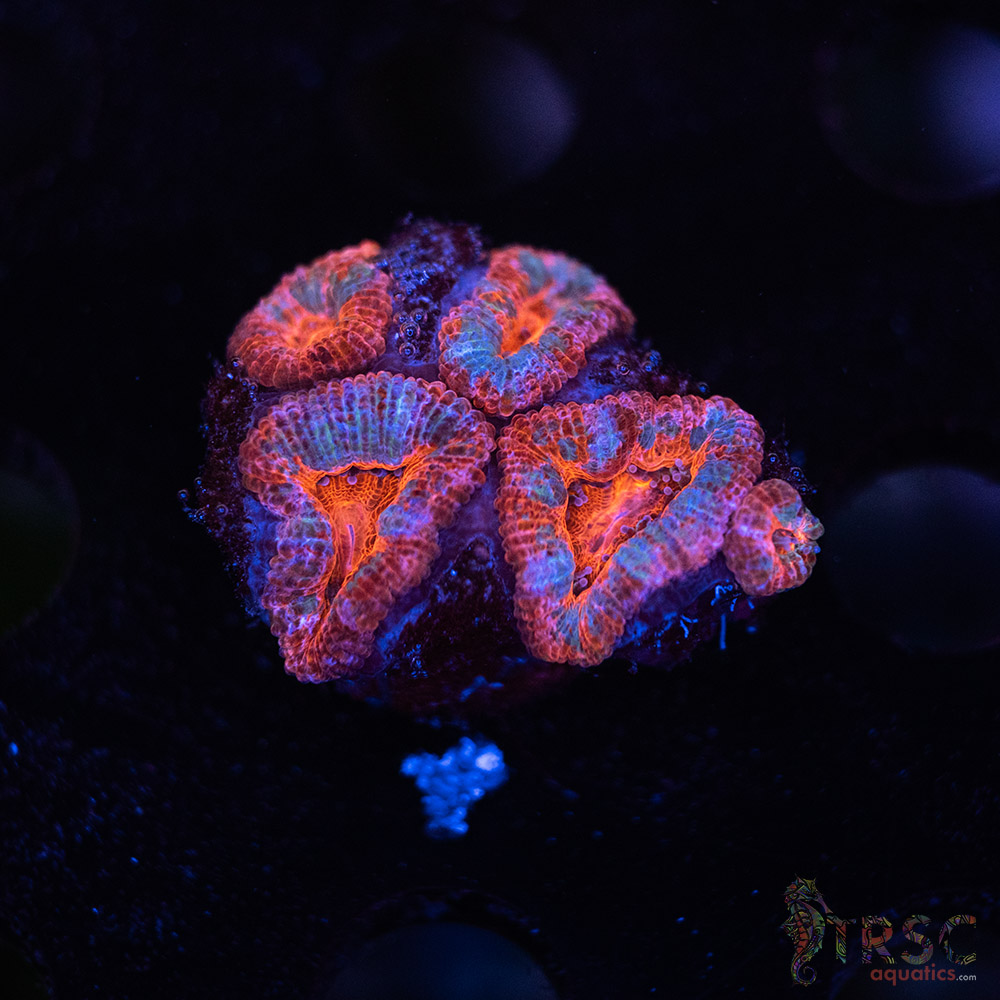 TR Premium Acan C05 3 TR Premium Acan C05
