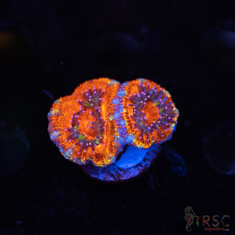 TR Premium Acan C06 3 TR Premium Acan C06