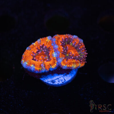 TR Premium Acan C07