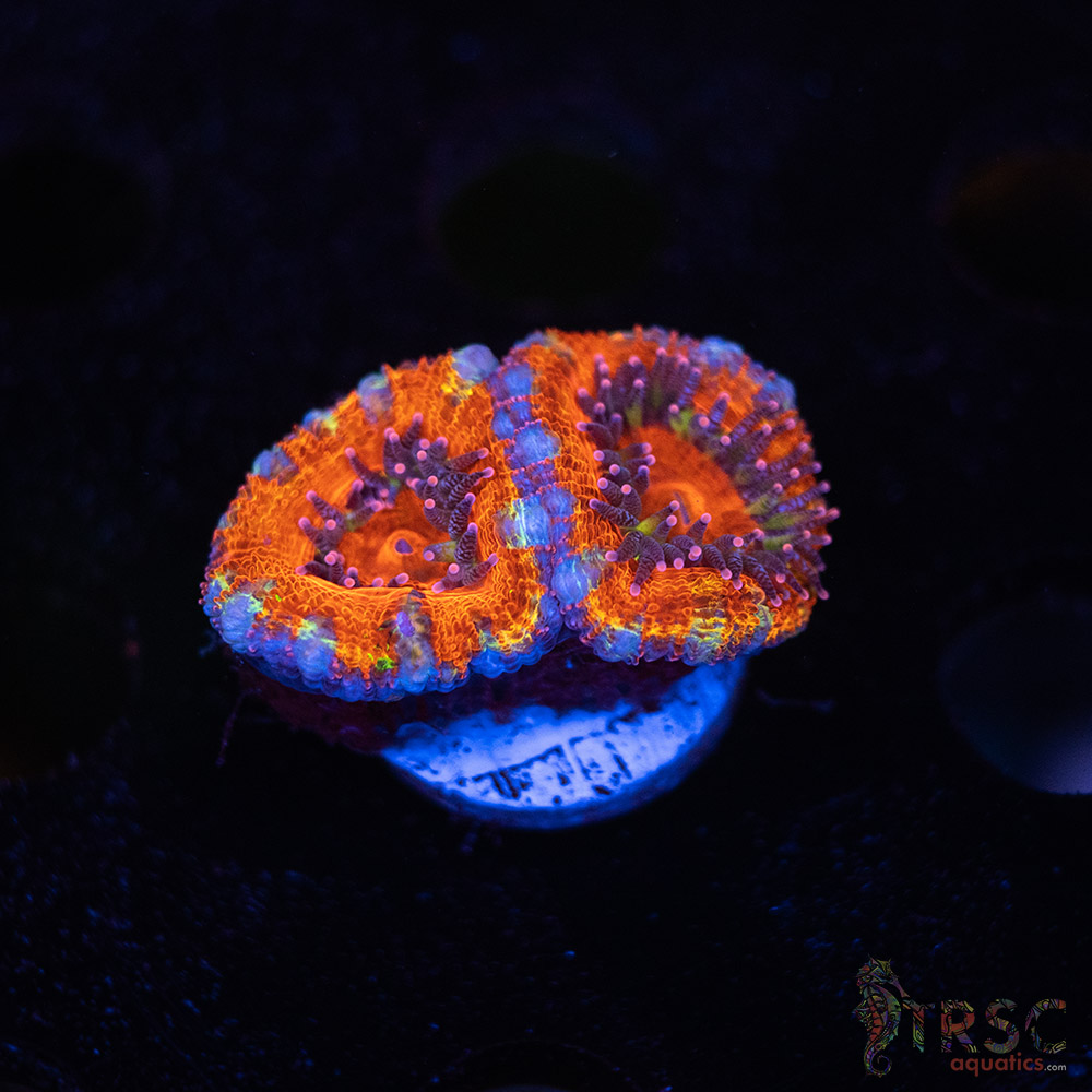 TR Premium Acan C07 3 TR Premium Acan C07