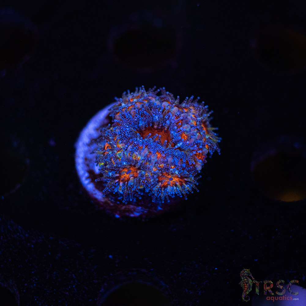 TR Premium Acan C08 3 TR Premium Acan C08