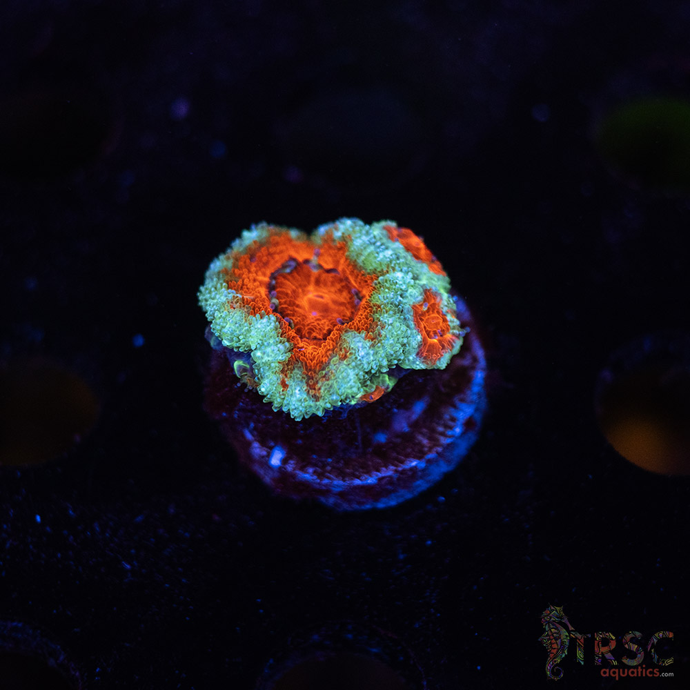 TR Premium Acan C09 3 TR Premium Acan C09
