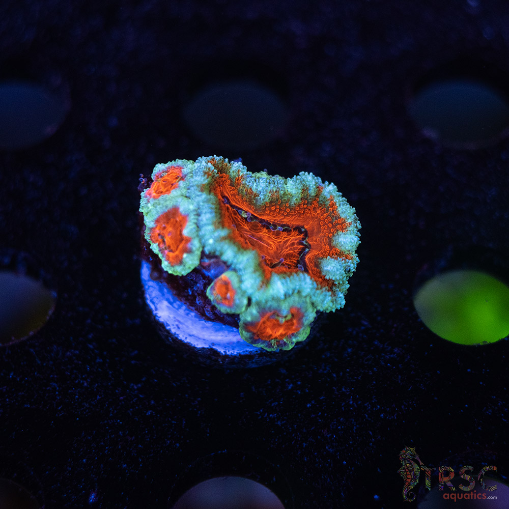 TR Premium Acan C10 3 TR Premium Acan C10