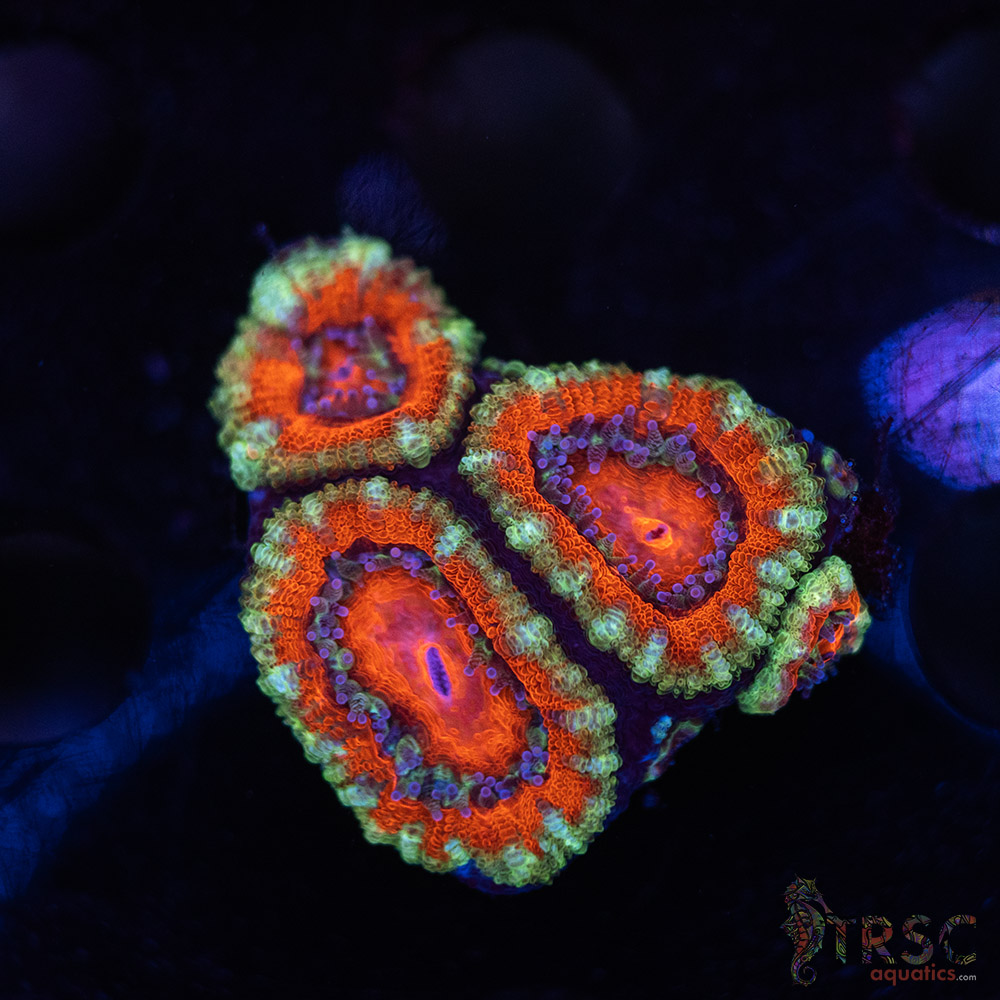 TR Premium Acan D01 3 TR Premium Acan D01