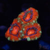 TR Premium Acan D02