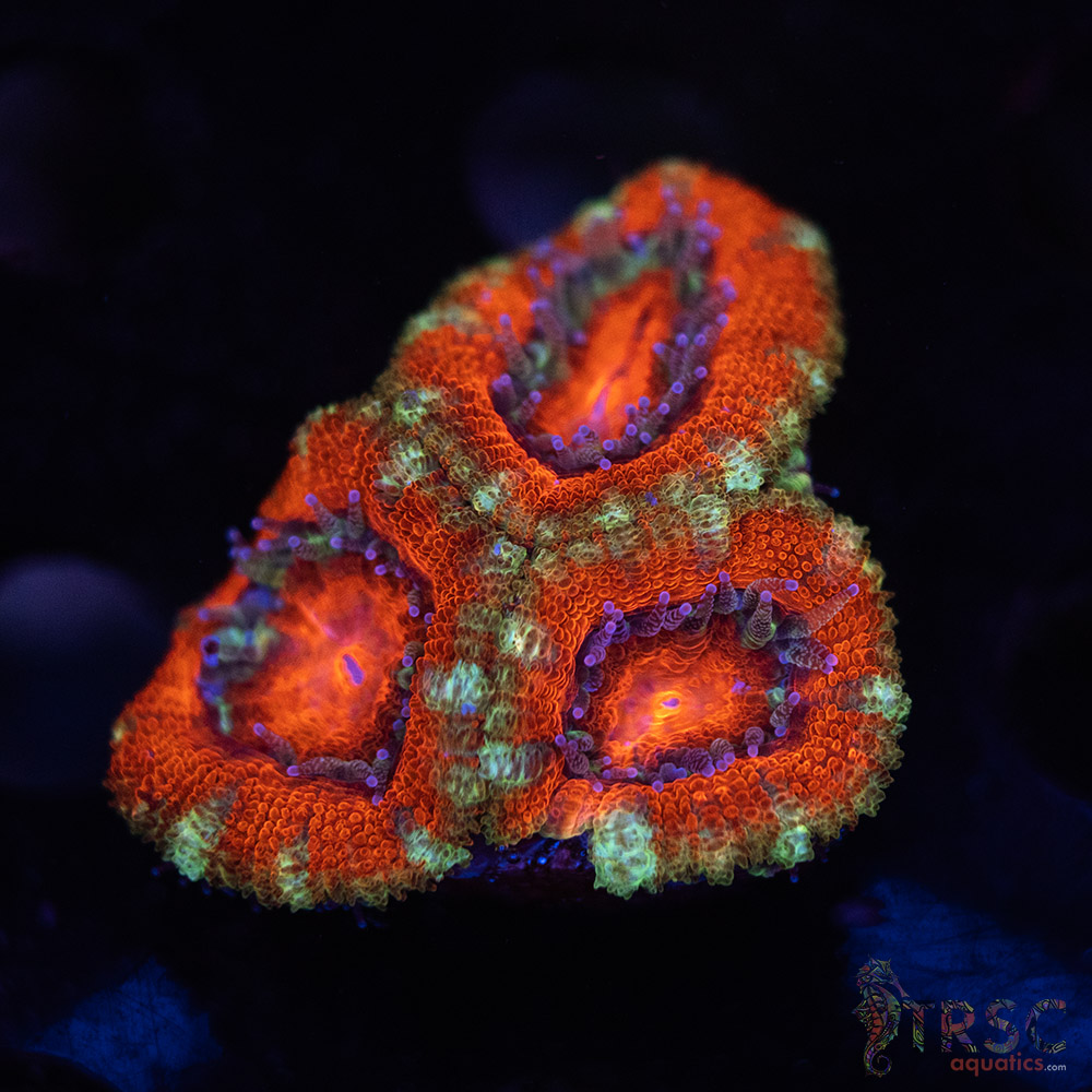 TR Premium Acan D02 3 TR Premium Acan D02