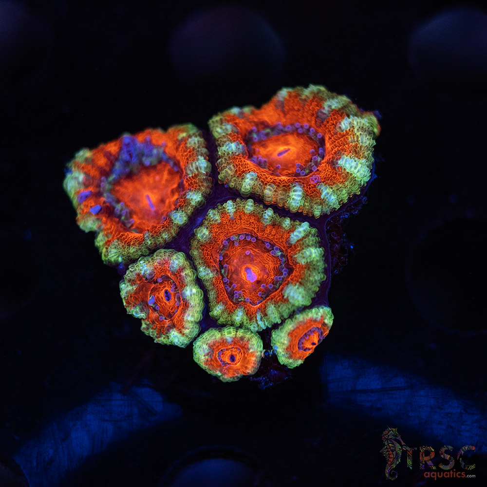 TR Premium Acan D03 3 TR Premium Acan D03
