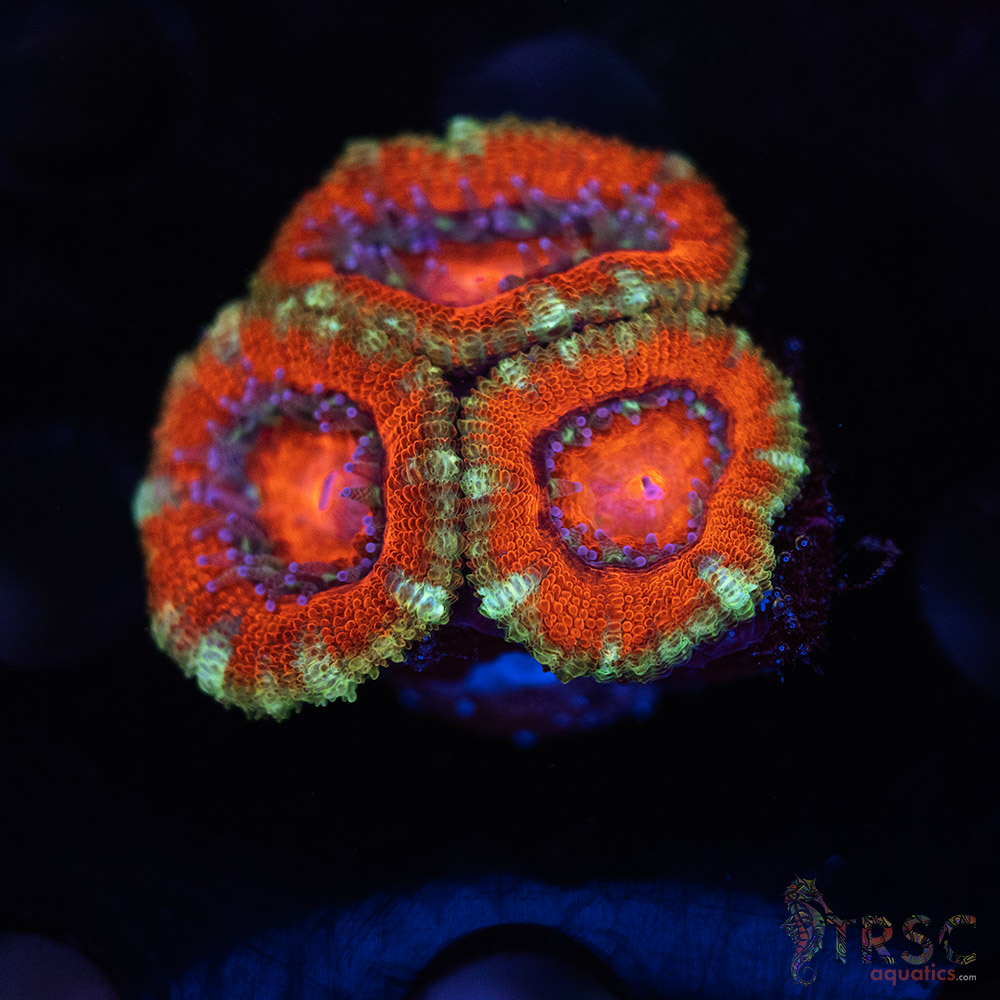 TR Premium Acan D04 3 TR Premium Acan D04