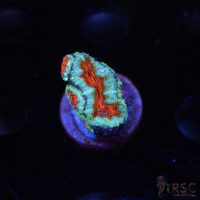 TR Premium Acan D05