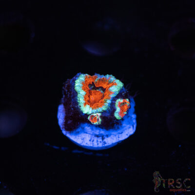 TR Premium Acan D07