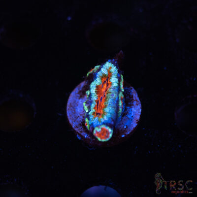 TR Premium Acan D08