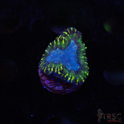 TR Moseleya Latistella D09