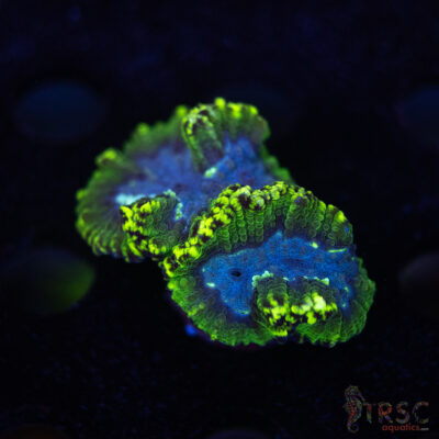 TR Moseleya Latistella D10