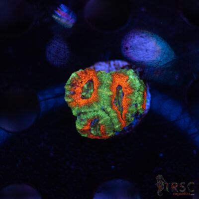 TR Premium Acan E01