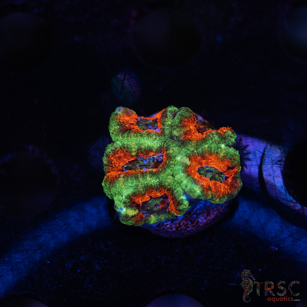 TR Premium Acan E02 3 TR Premium Acan E02