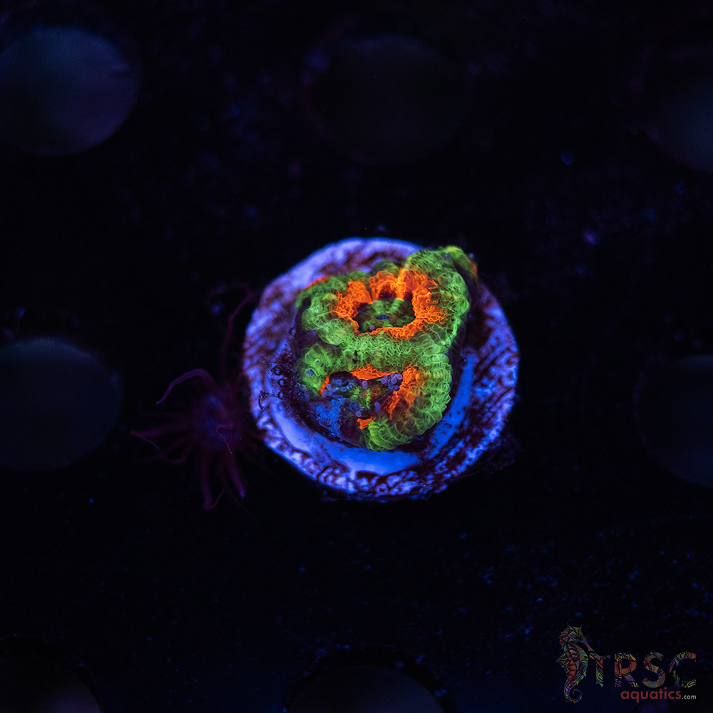 TR Premium Acan E04 3 TR Premium Acan E04