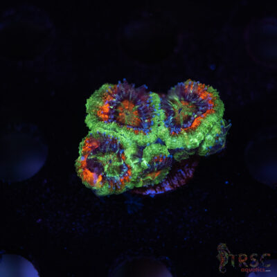 TR Premium Acan E06