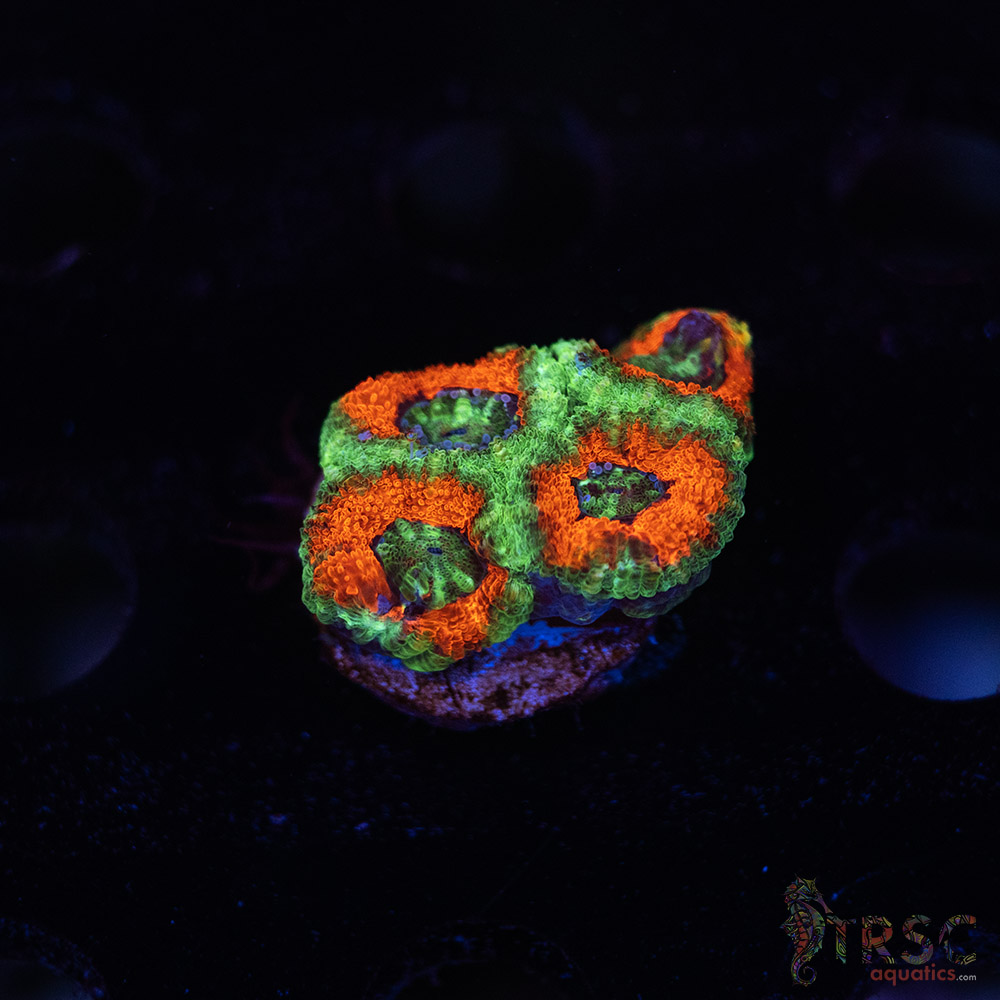 TR Premium Acan E07 3 TR Premium Acan E07